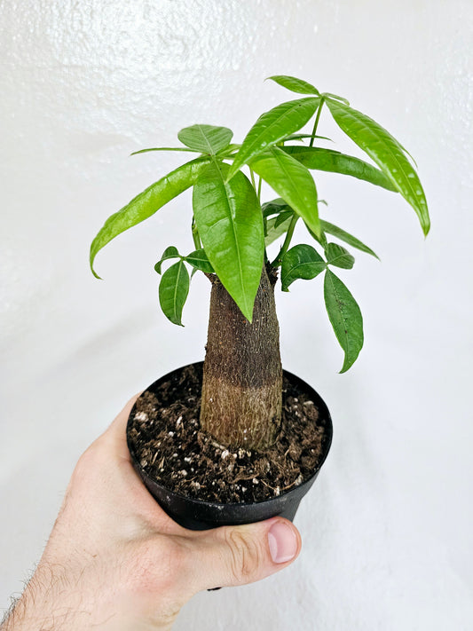 Pachira aquatica "Money Tree" Stump 4"