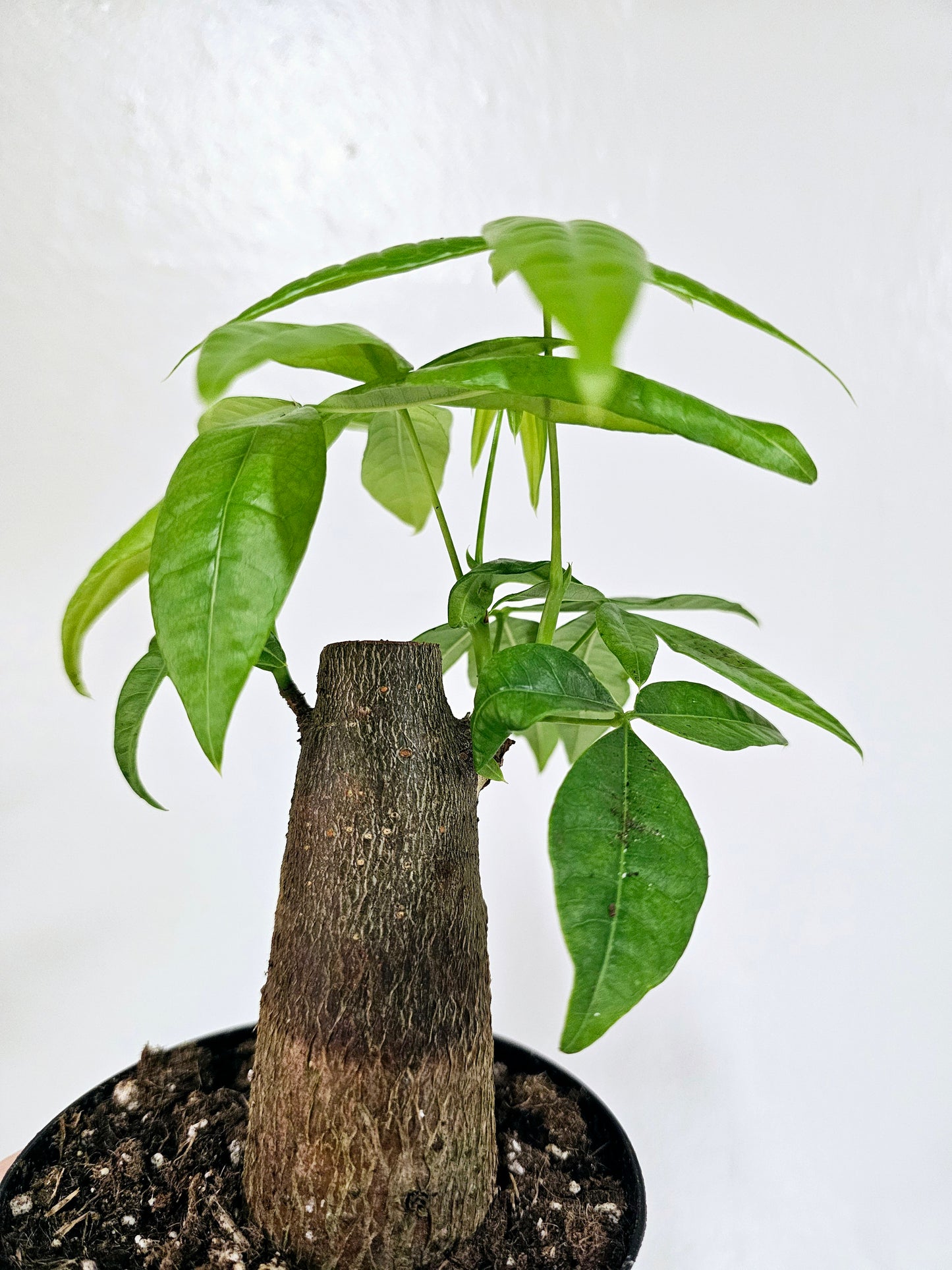 Pachira aquatica "Money Tree" Stump 4"