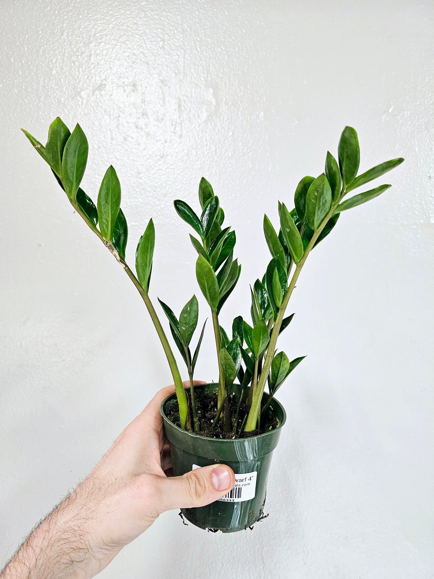 Zamioculcas zamiifolia 'Zamicro' Dwarf ZZ 4"