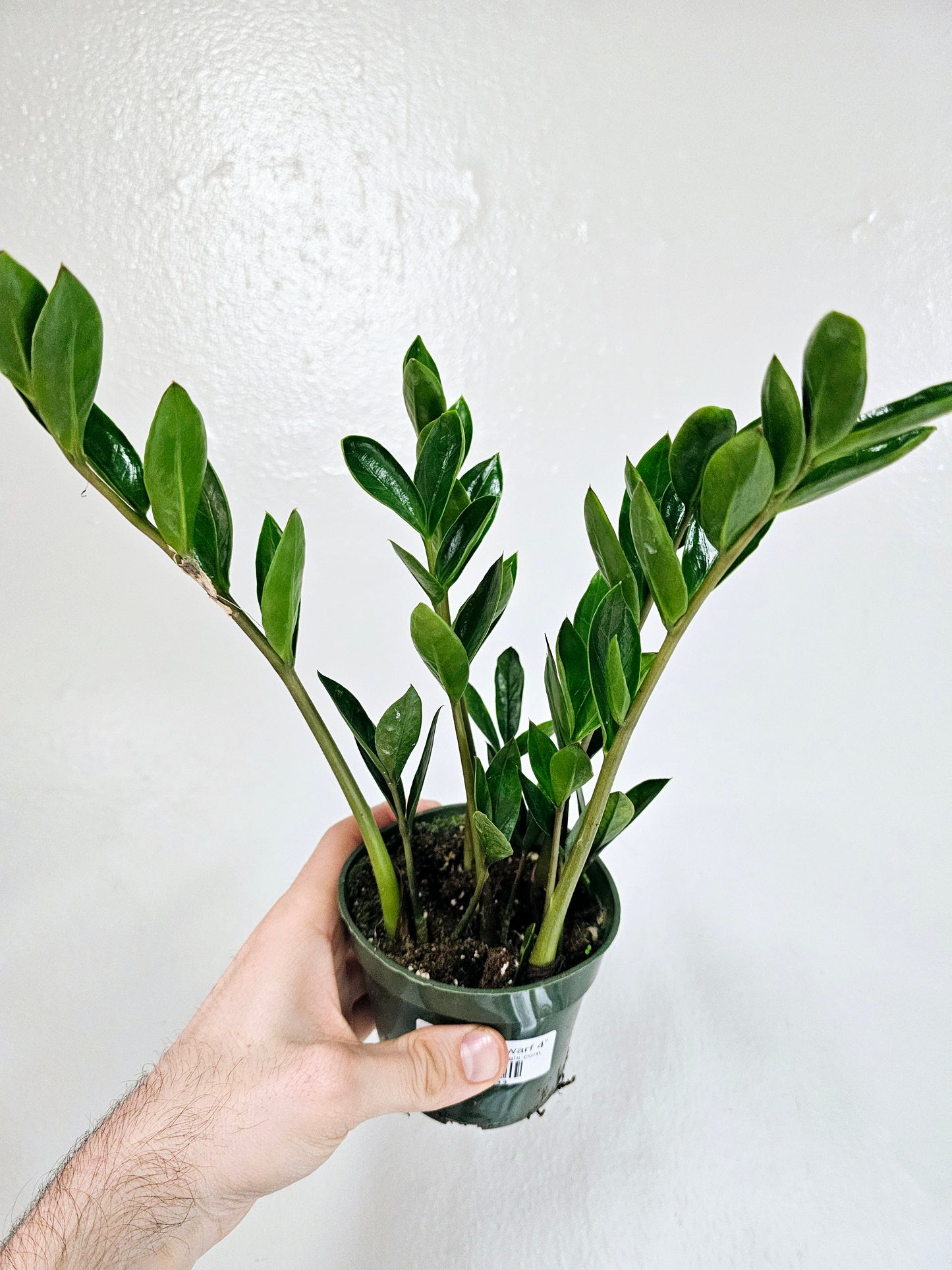 Zamioculcas zamiifolia 'Zamicro' Dwarf ZZ 4"