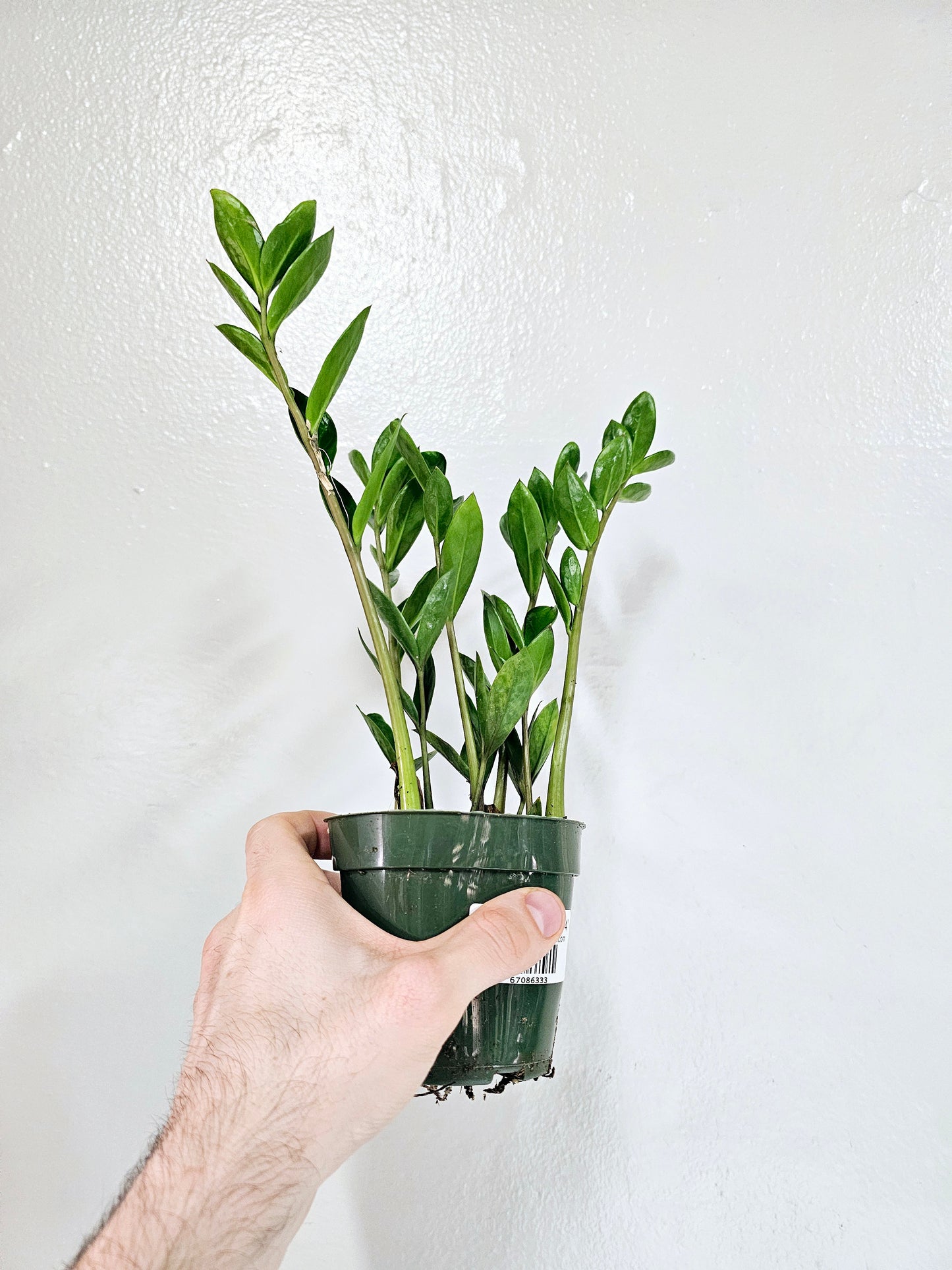 Zamioculcas zamiifolia 'Zamicro' Dwarf ZZ 4"
