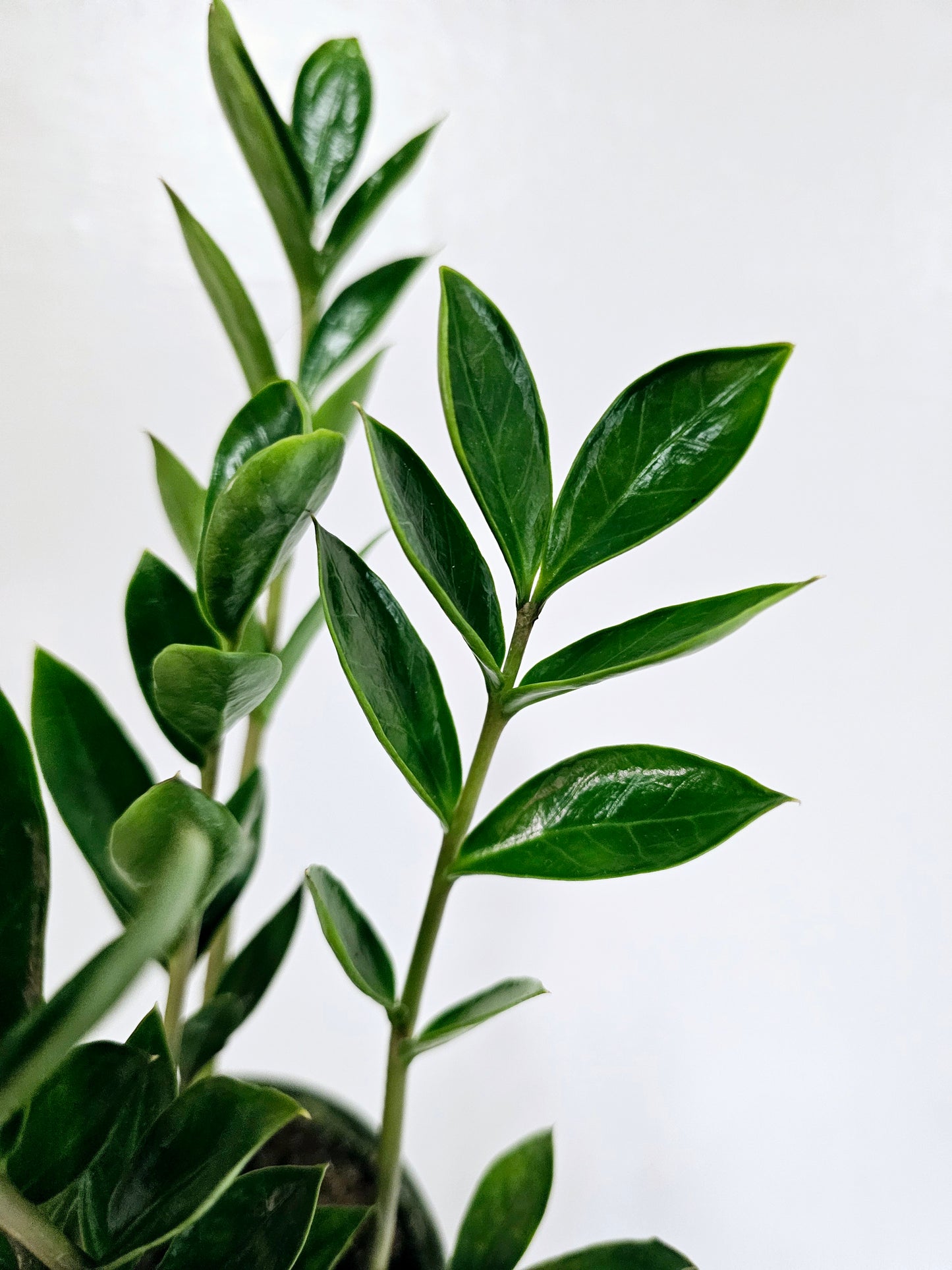 Zamioculcas zamiifolia 'Zamicro' Dwarf ZZ 4"