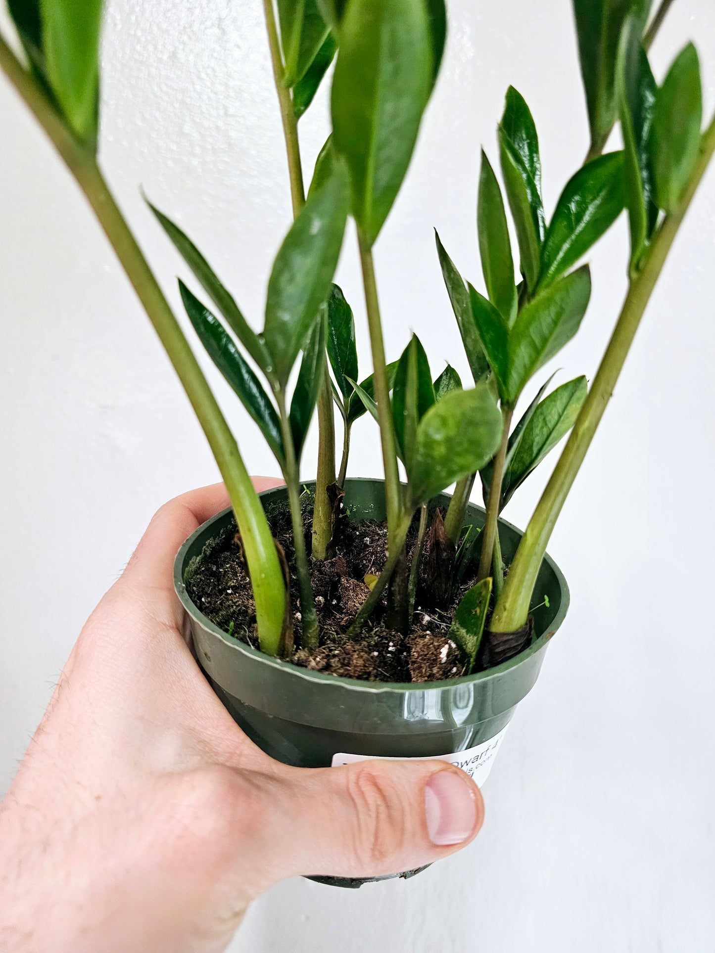 Zamioculcas zamiifolia 'Zamicro' Dwarf ZZ 4"