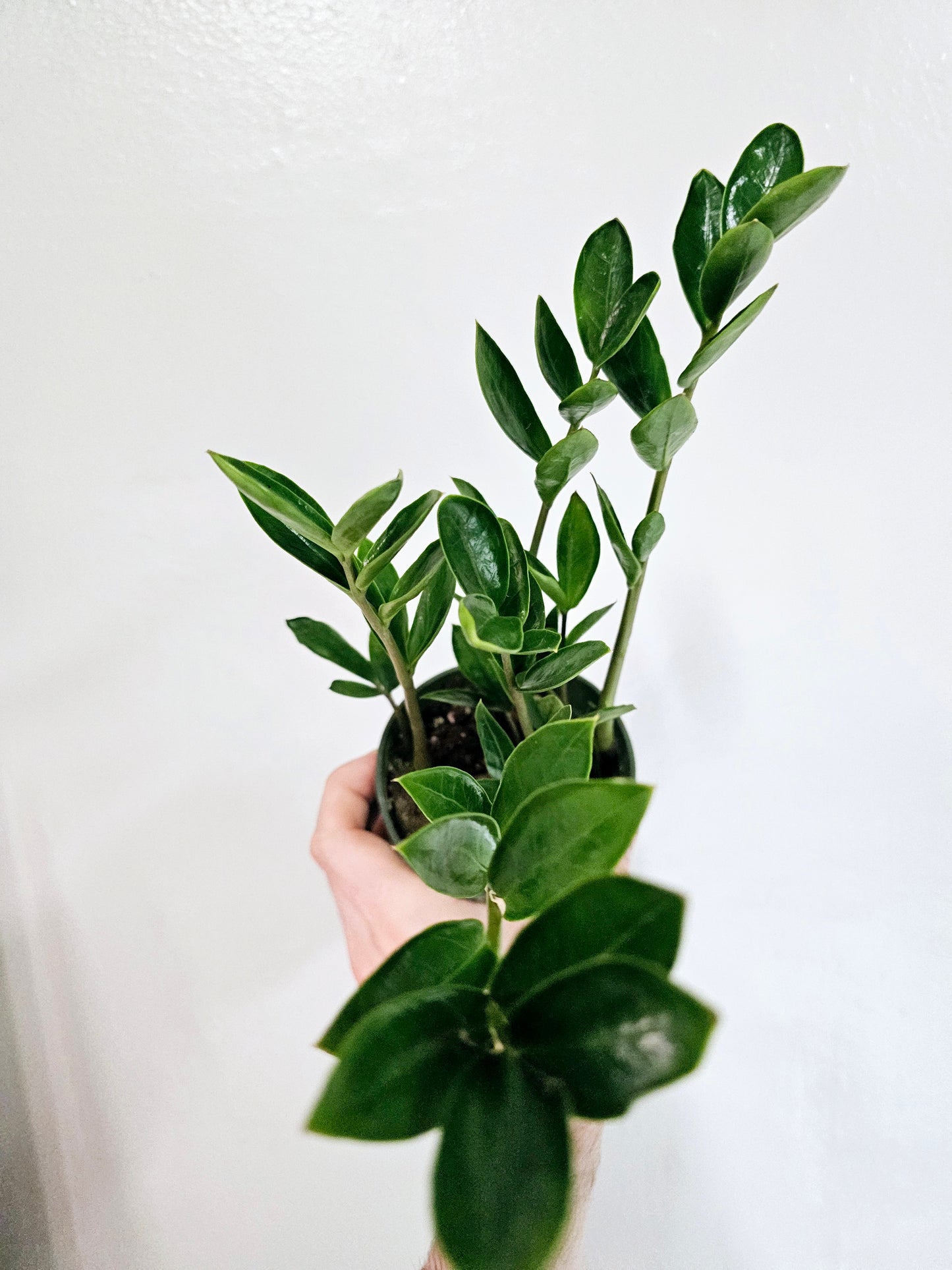 Zamioculcas zamiifolia 'Zamicro' Dwarf ZZ 4"