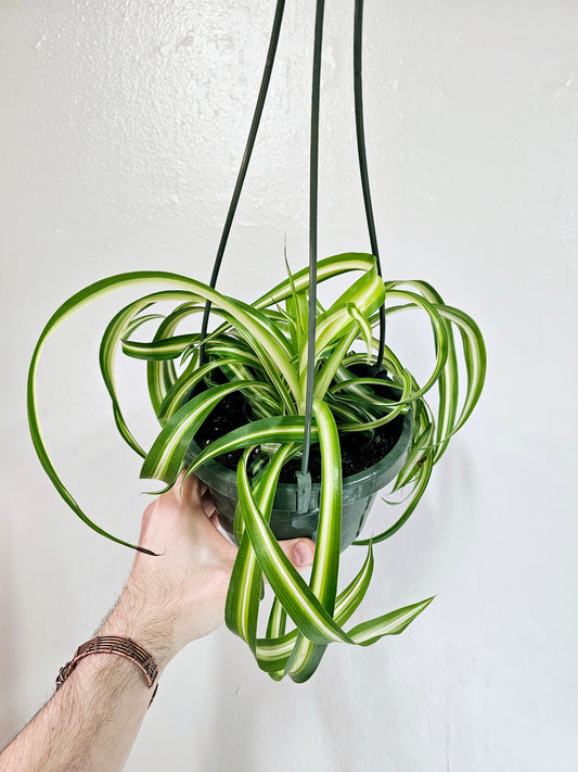 Curly Variegated Bonnie Spider Plant 6" HB