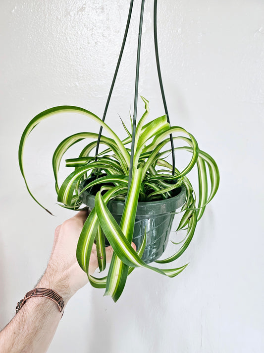 Curly Variegated Bonnie Spider Plant 6" HB