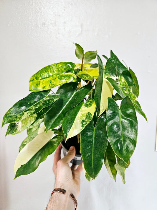 Philodendron Burle Marx Variegated 6"
