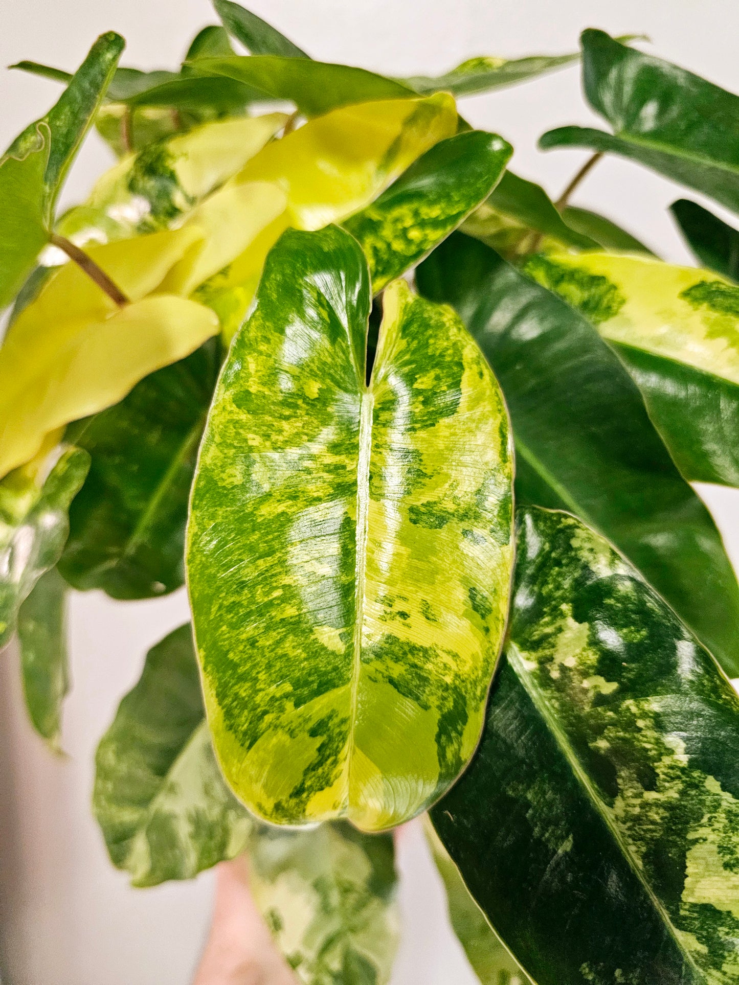 Philodendron Burle Marx Variegated 6"