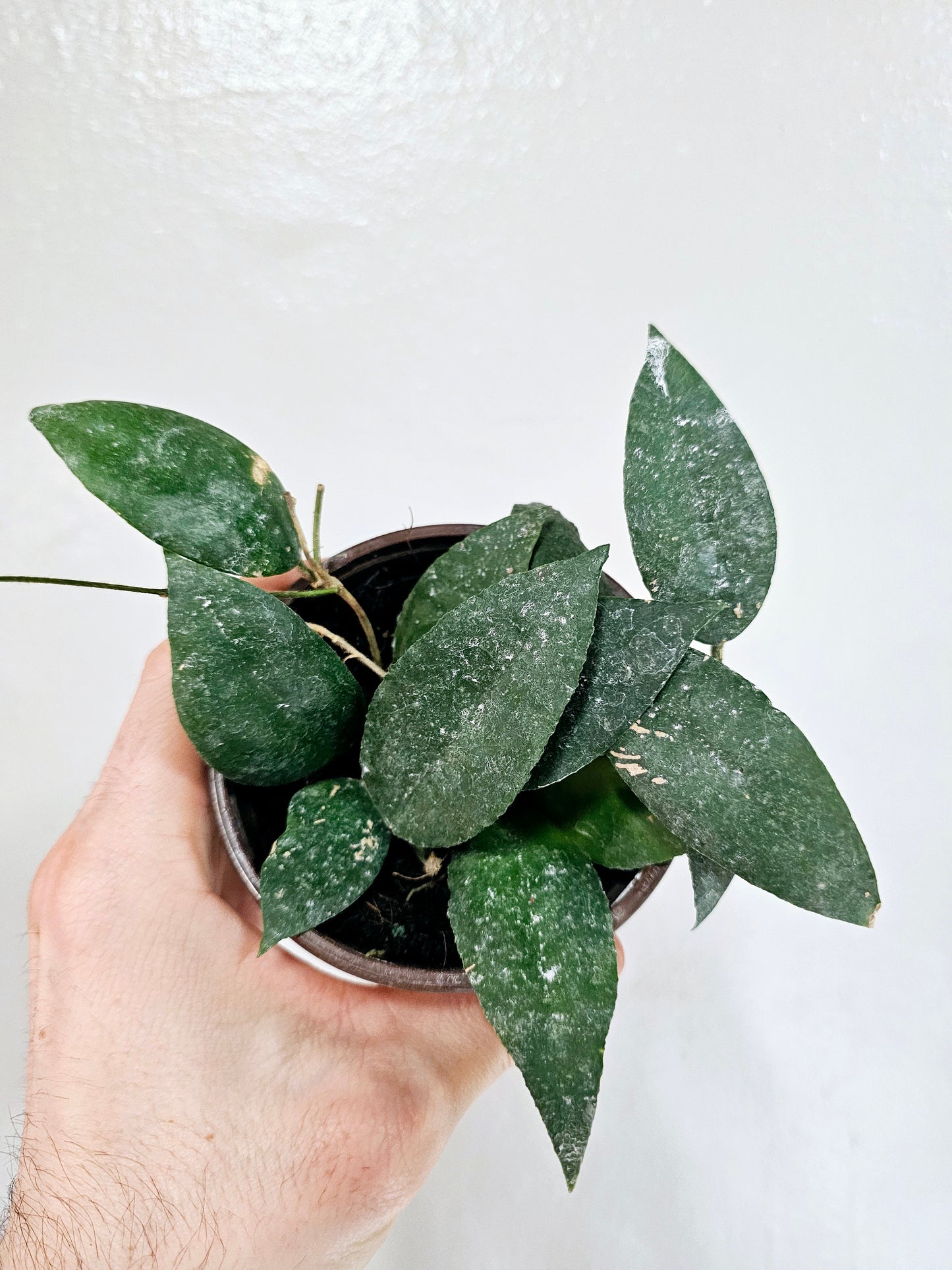 Hoya Caudata Sumatra 4"