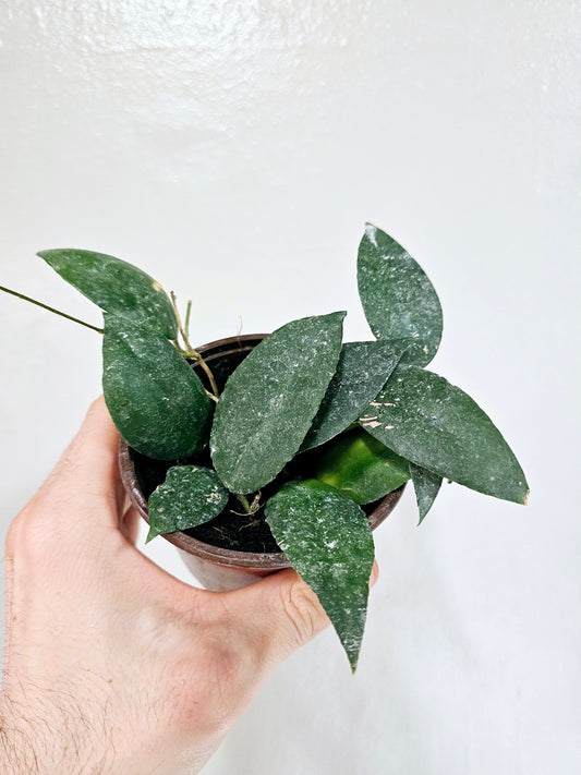 Hoya Caudata Sumatra 4"