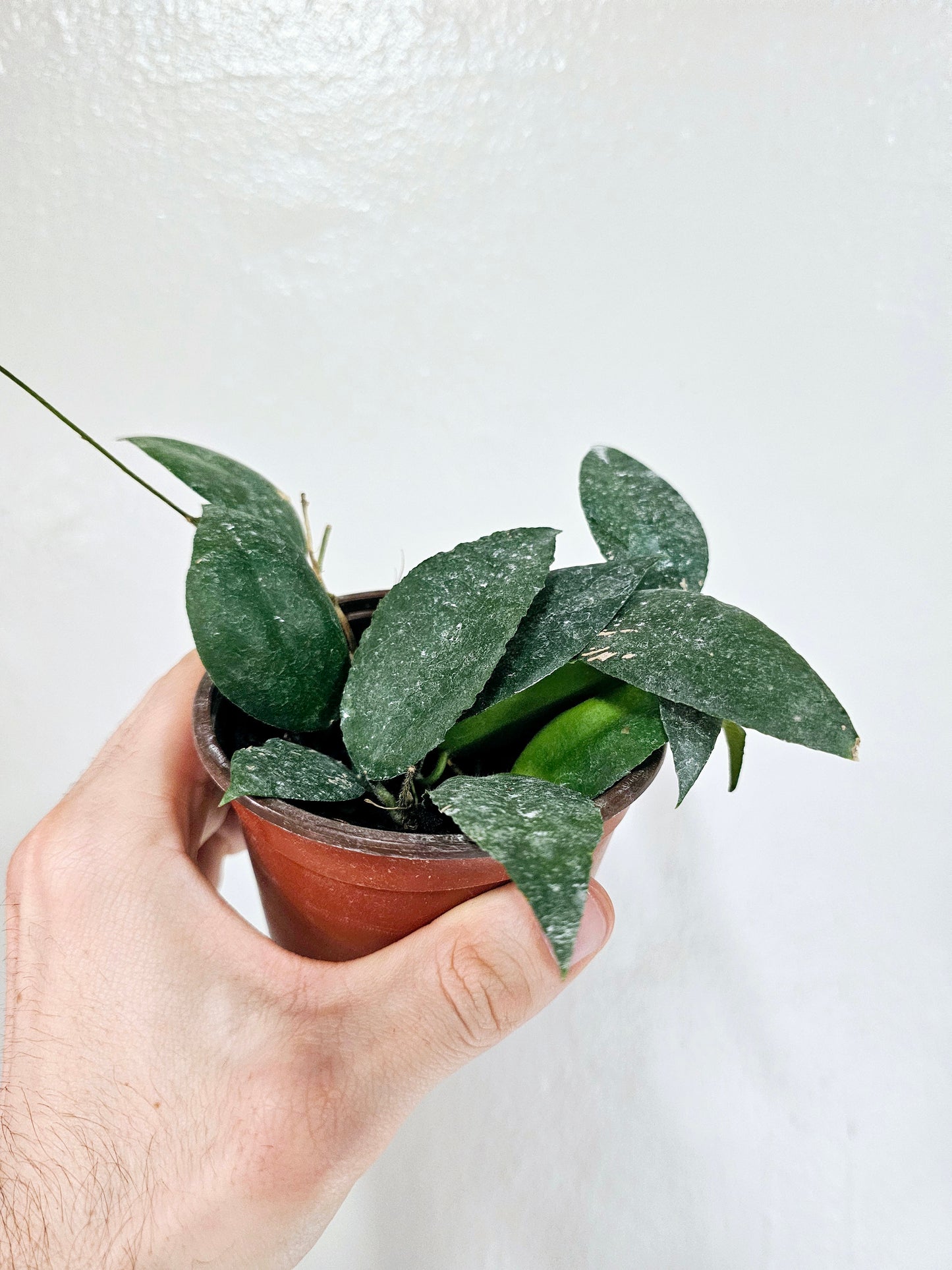 Hoya Caudata Sumatra 4"