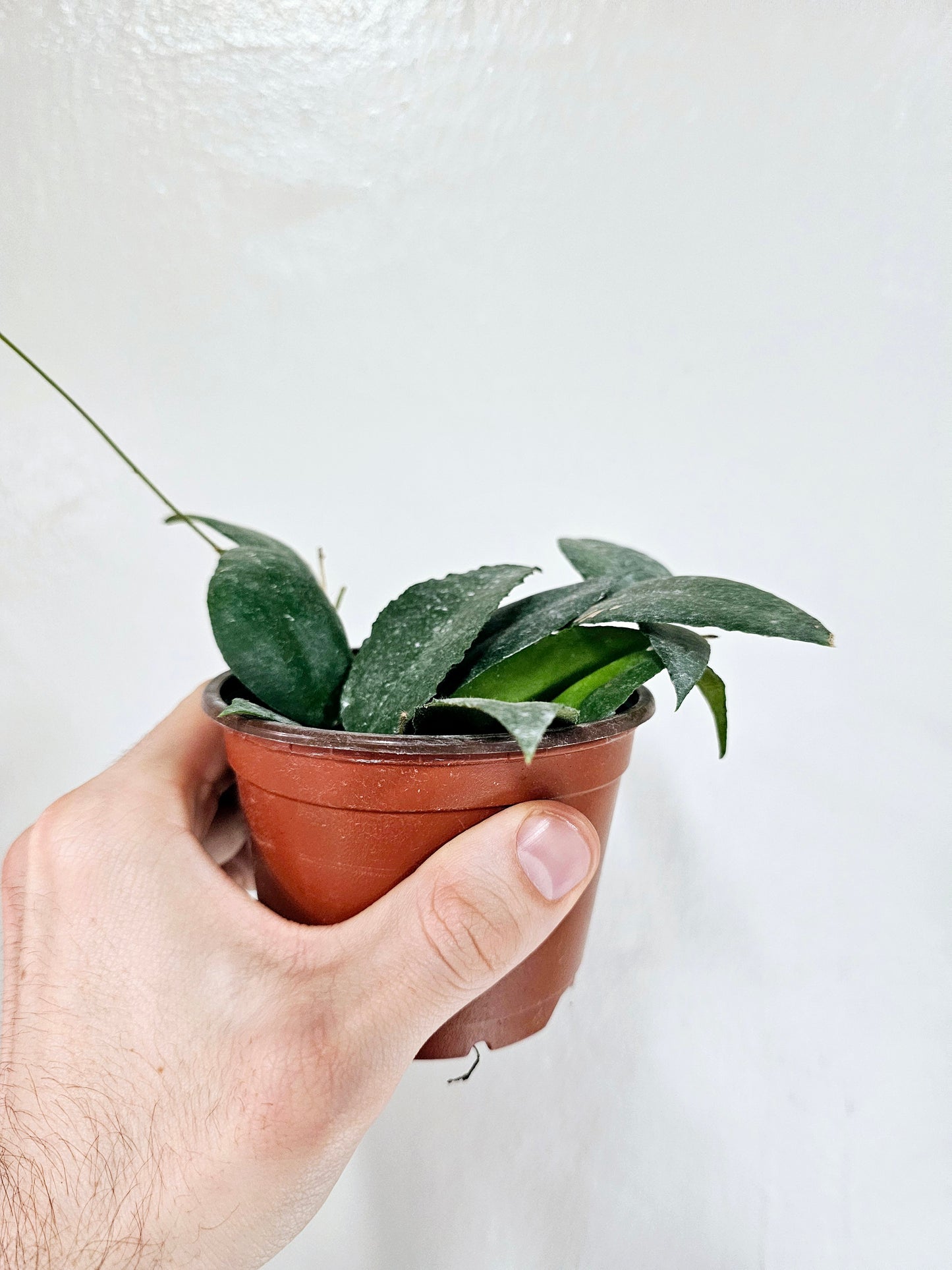 Hoya Caudata Sumatra 4"