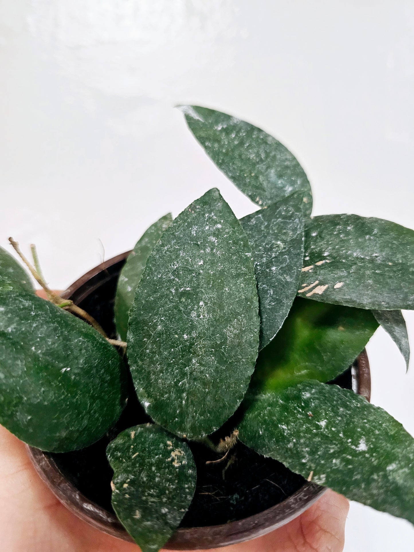 Hoya Caudata Sumatra 4"
