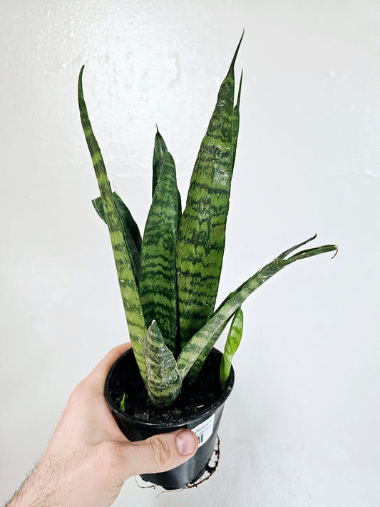 Sansevieria trifasciata 'Zeylanica' 4"