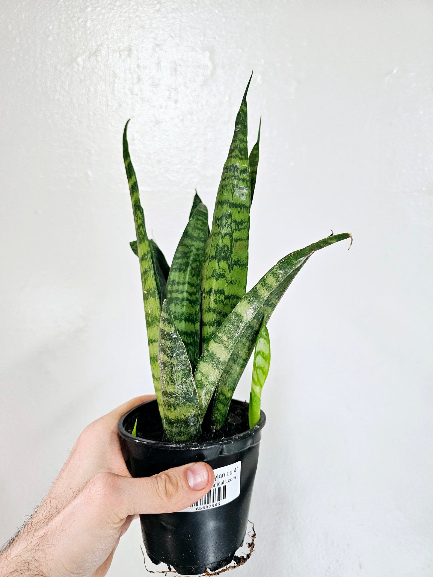 Sansevieria trifasciata 'Zeylanica' 4"