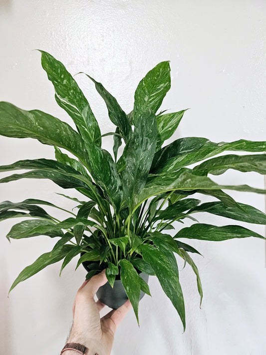 Spathyphyllum 'Domino' Variegated Peace Lily 6"
