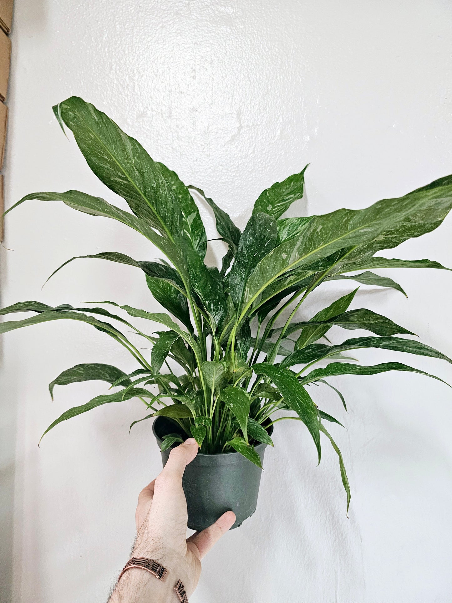 Spathyphyllum Domino Variegated Peace Lily 6"