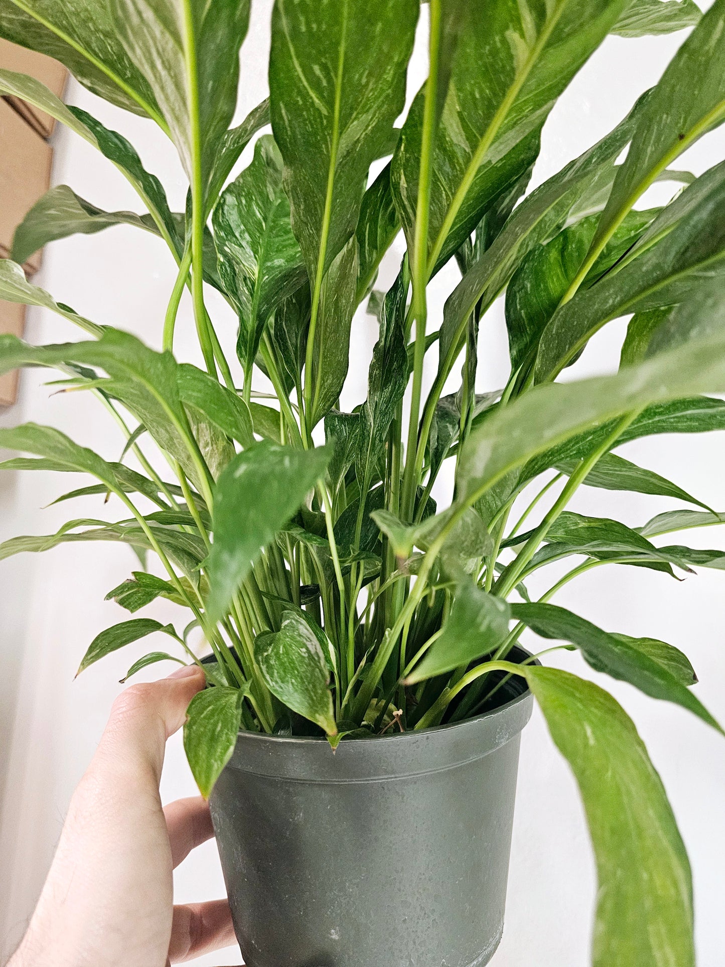 Spathyphyllum 'Domino' Variegated Peace Lily 6"