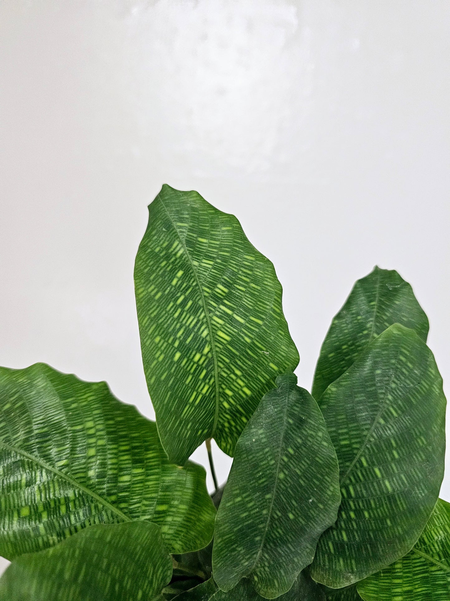 Calathea musaica "Network" 4"