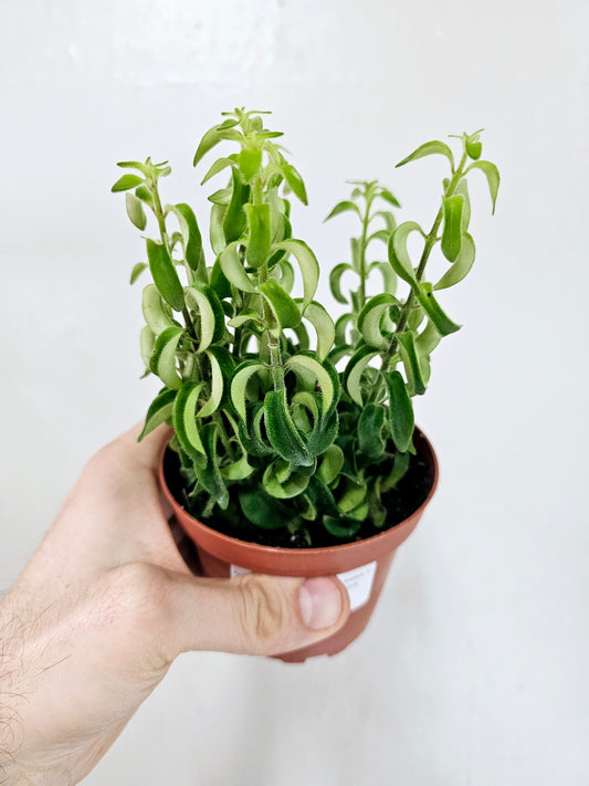 Aeschynanthus radicans 'Rasta' Twisted Lipstick 4"