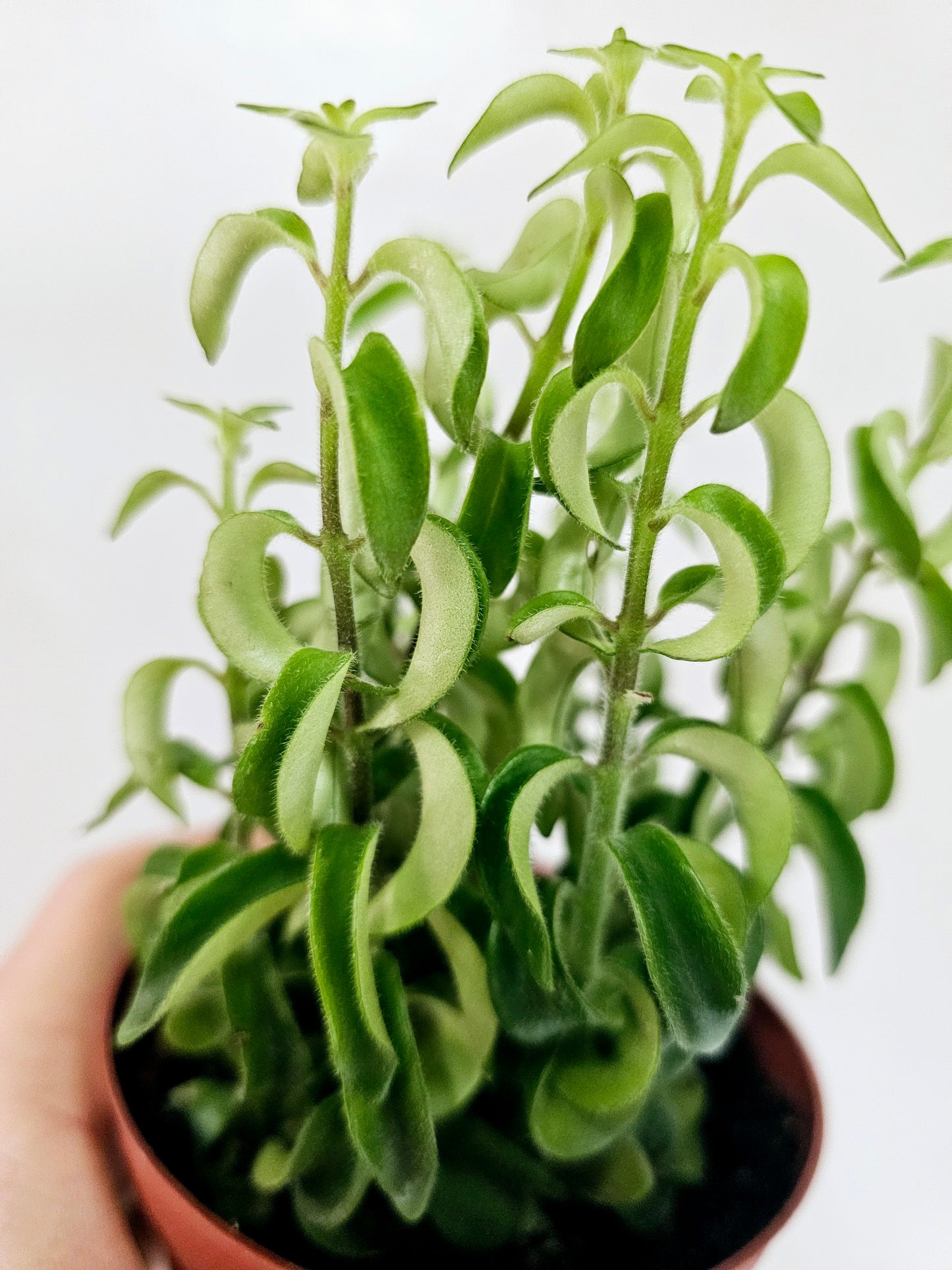 Aeschynanthus radicans 'Rasta' Twisted Lipstick 4"