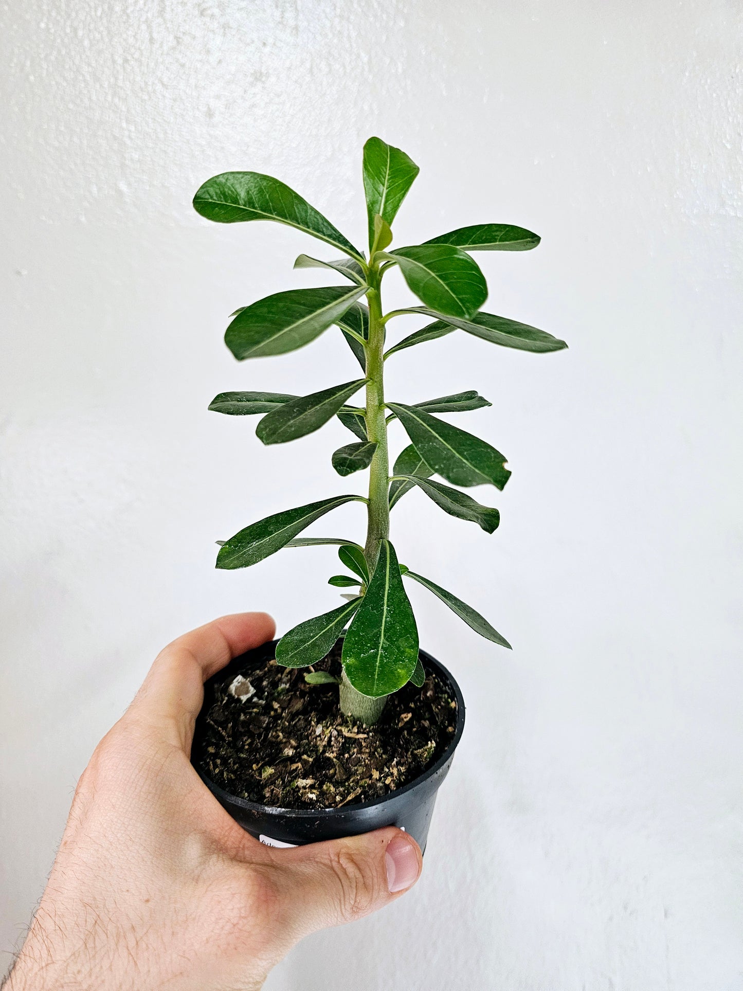 Adenium obesum "Desert Rose" 4"