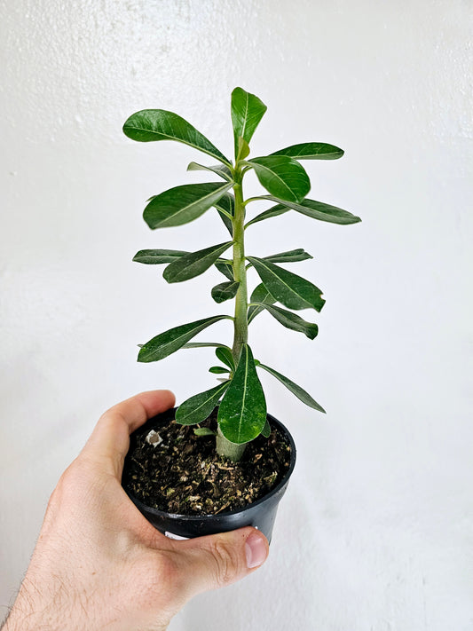 Adenium Obesum Desert Rose 4"