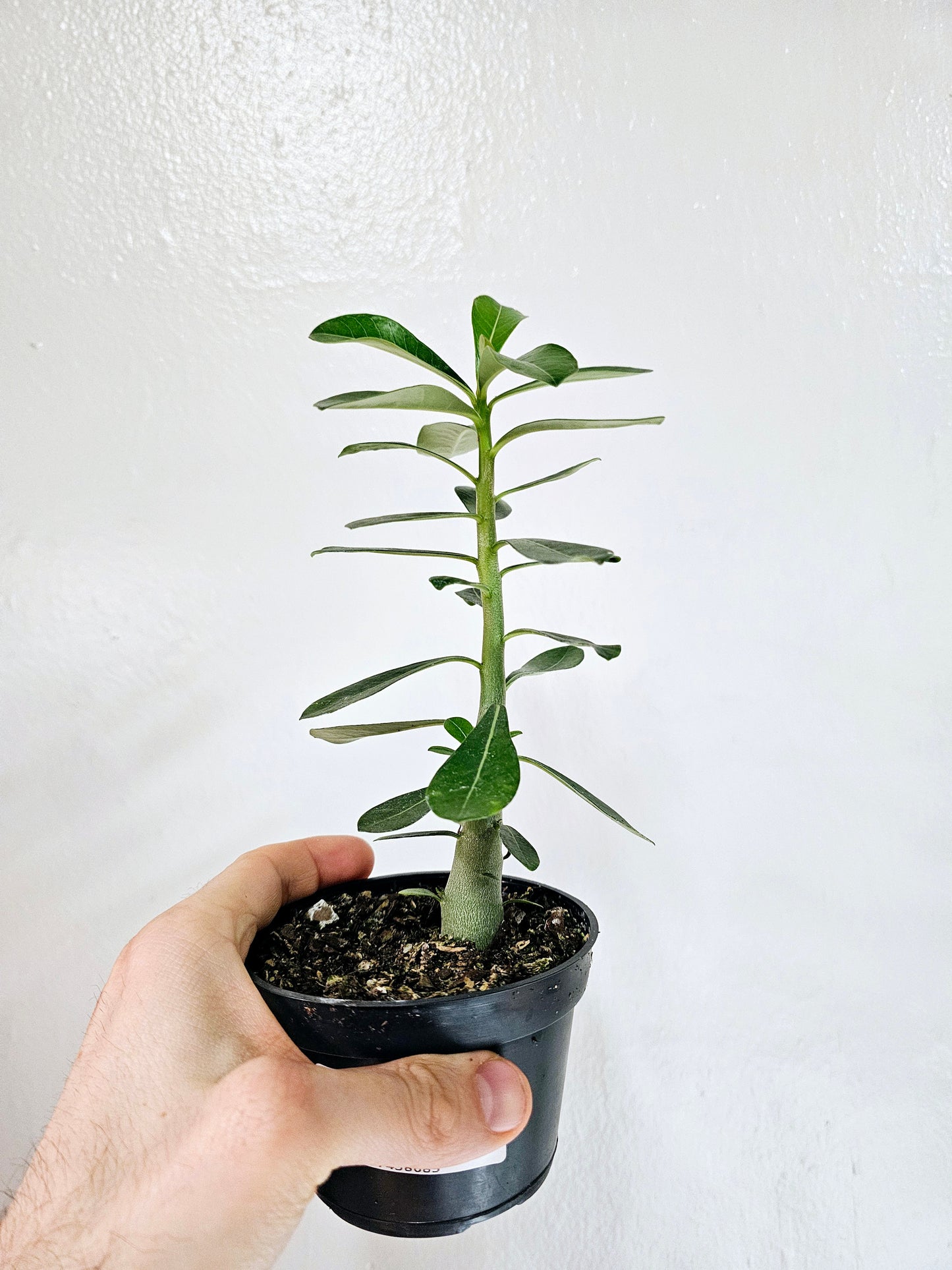 Adenium obesum "Desert Rose" 4"