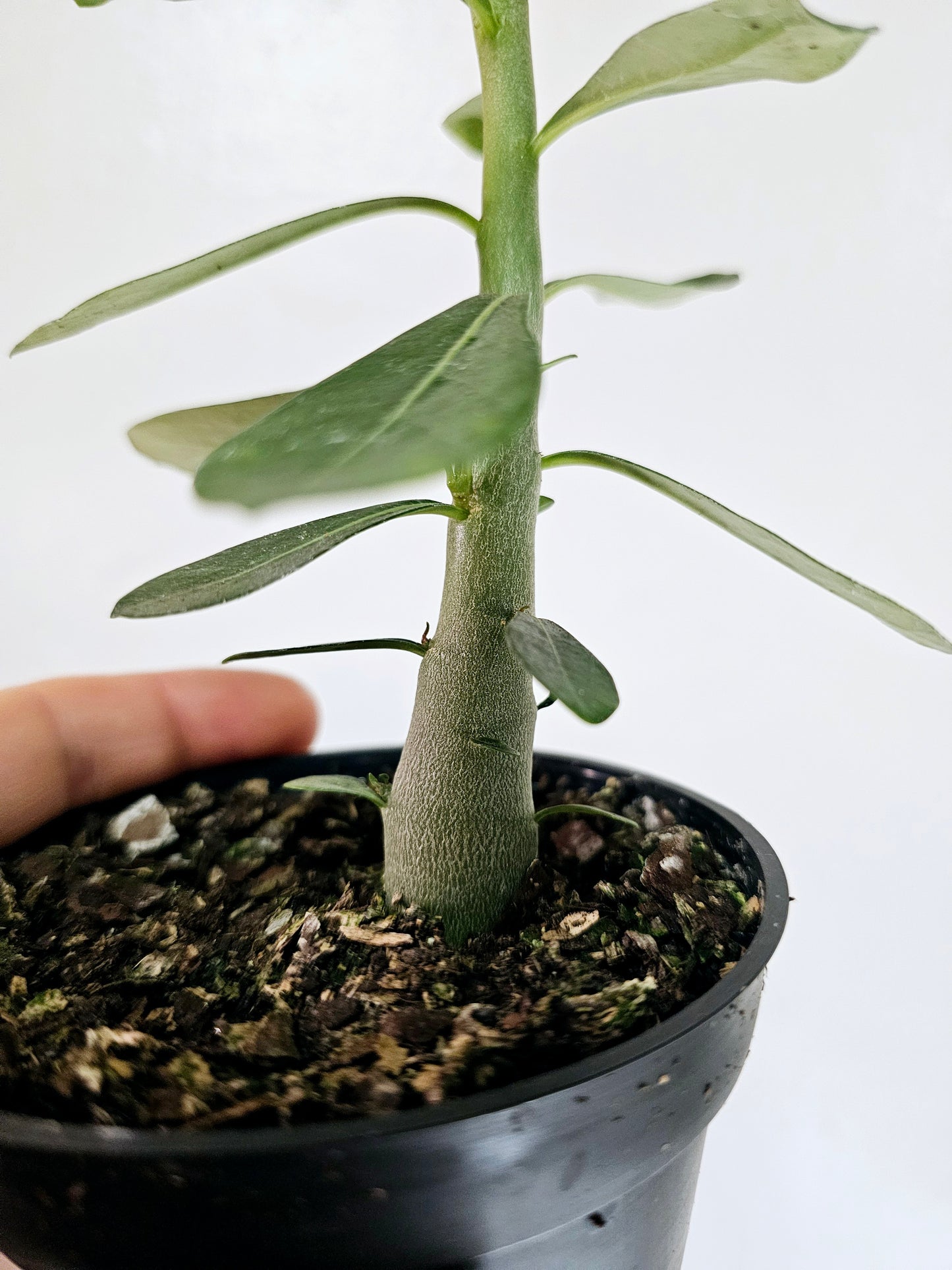 Adenium obesum "Desert Rose" 4"