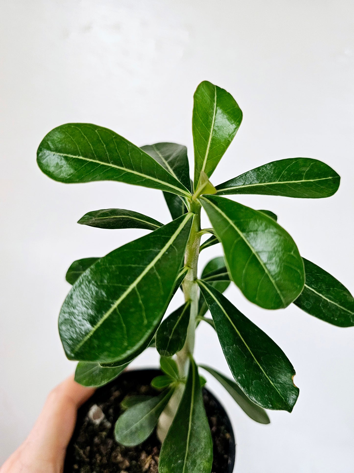 Adenium obesum "Desert Rose" 4"