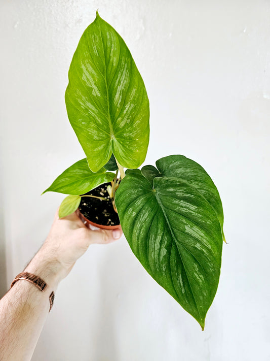 Philodendron Mamei Silver 4"