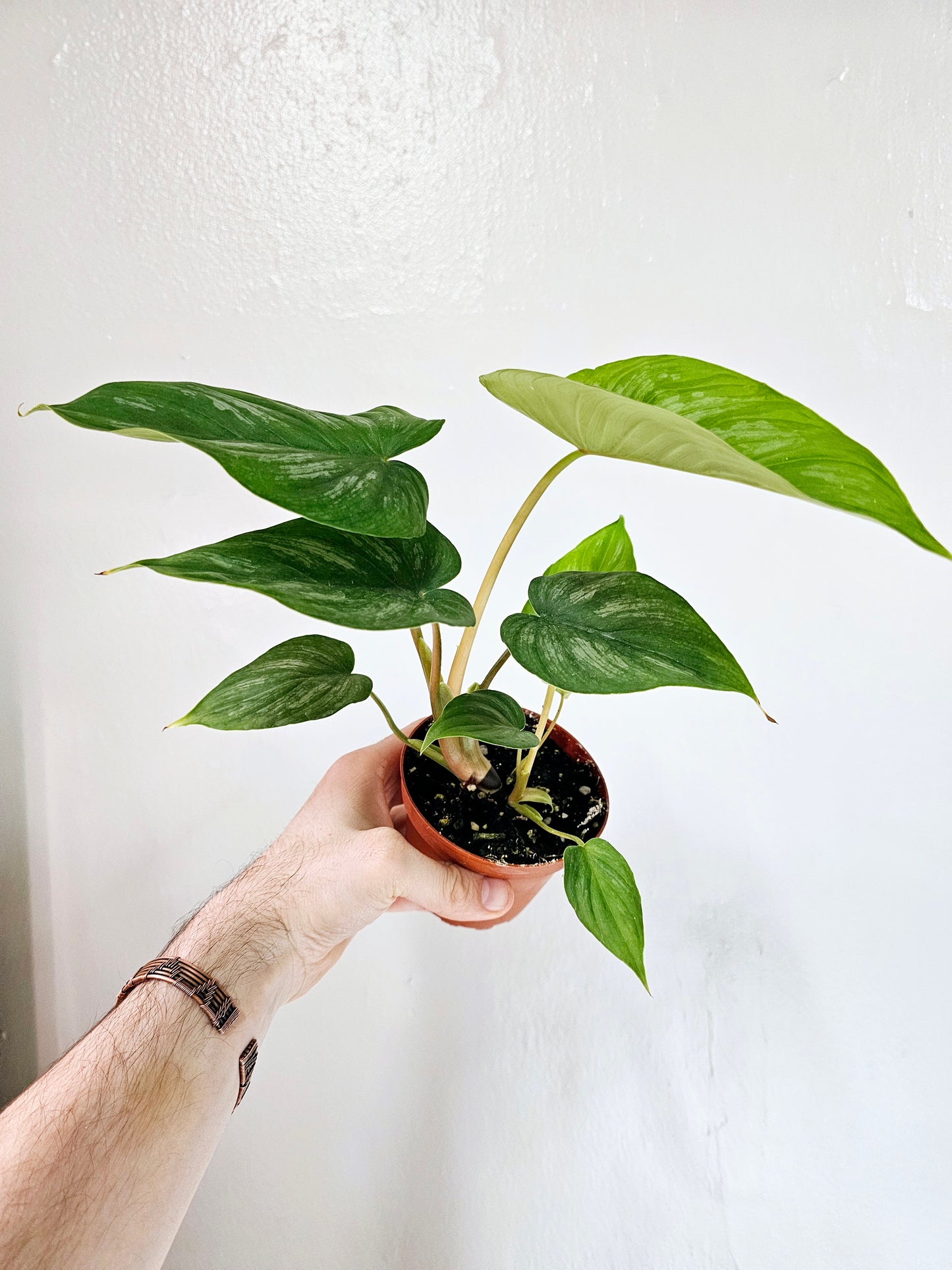 Philodendron Mamei Silver 4"