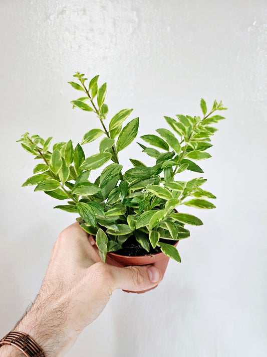 Aeschynanthus 'Bolero Bicolor' Lipstick 4"