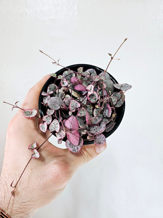 Ceropegia woodii "Variegated String of Hearts" 4"