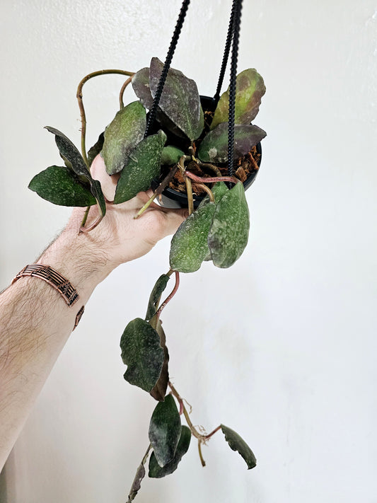 Hoya Waymaniae 4" HB