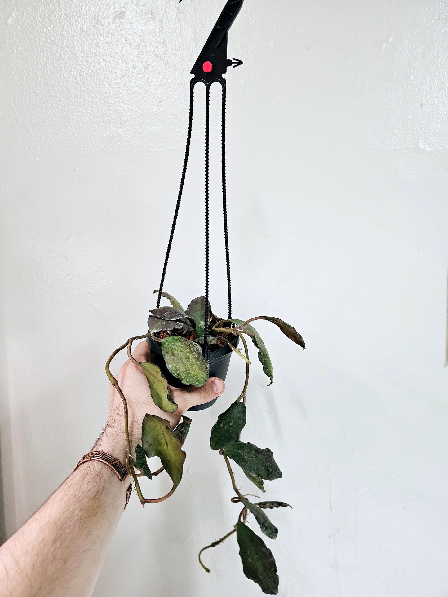 Hoya Waymaniae 4" HB