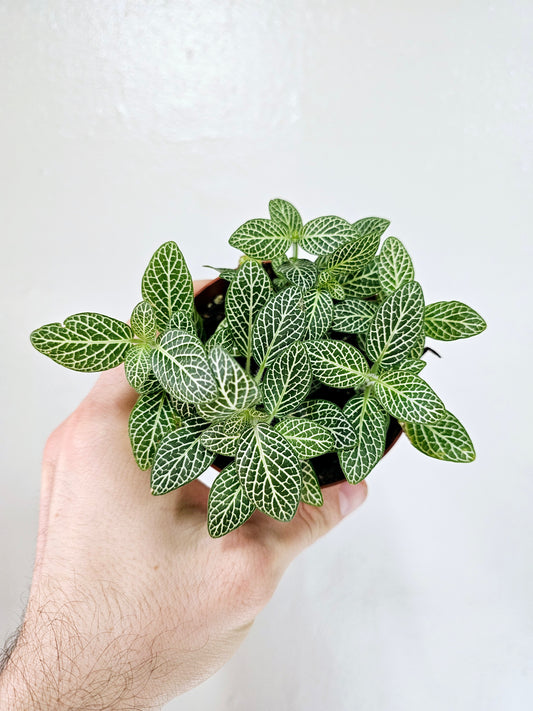Fittonia albivenis 'White Angel' 4"