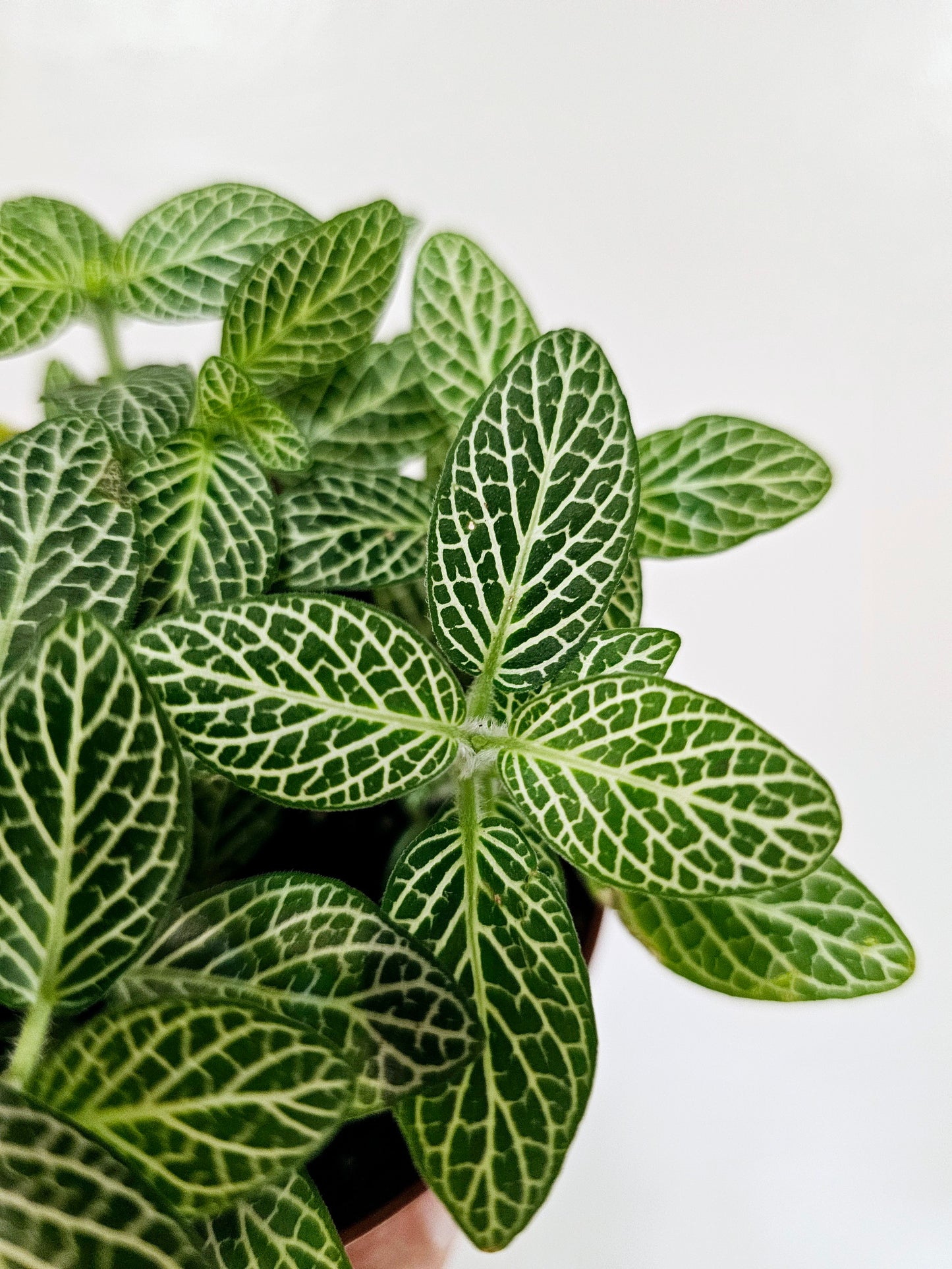 Fittonia albivenis 'White Angel' 4"