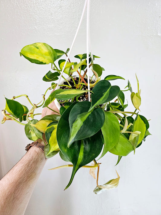 Philodendron Brasil 4.5" HB