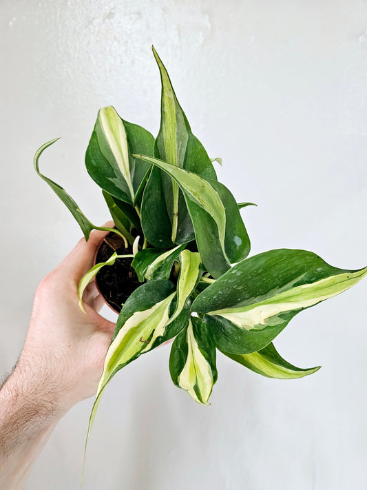 Philodendron Silver Stripe 4"