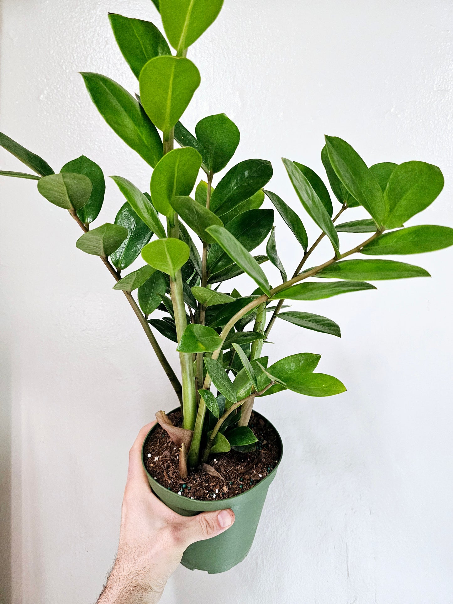 Zamioculcas Zamiifolia ZZ 6"
