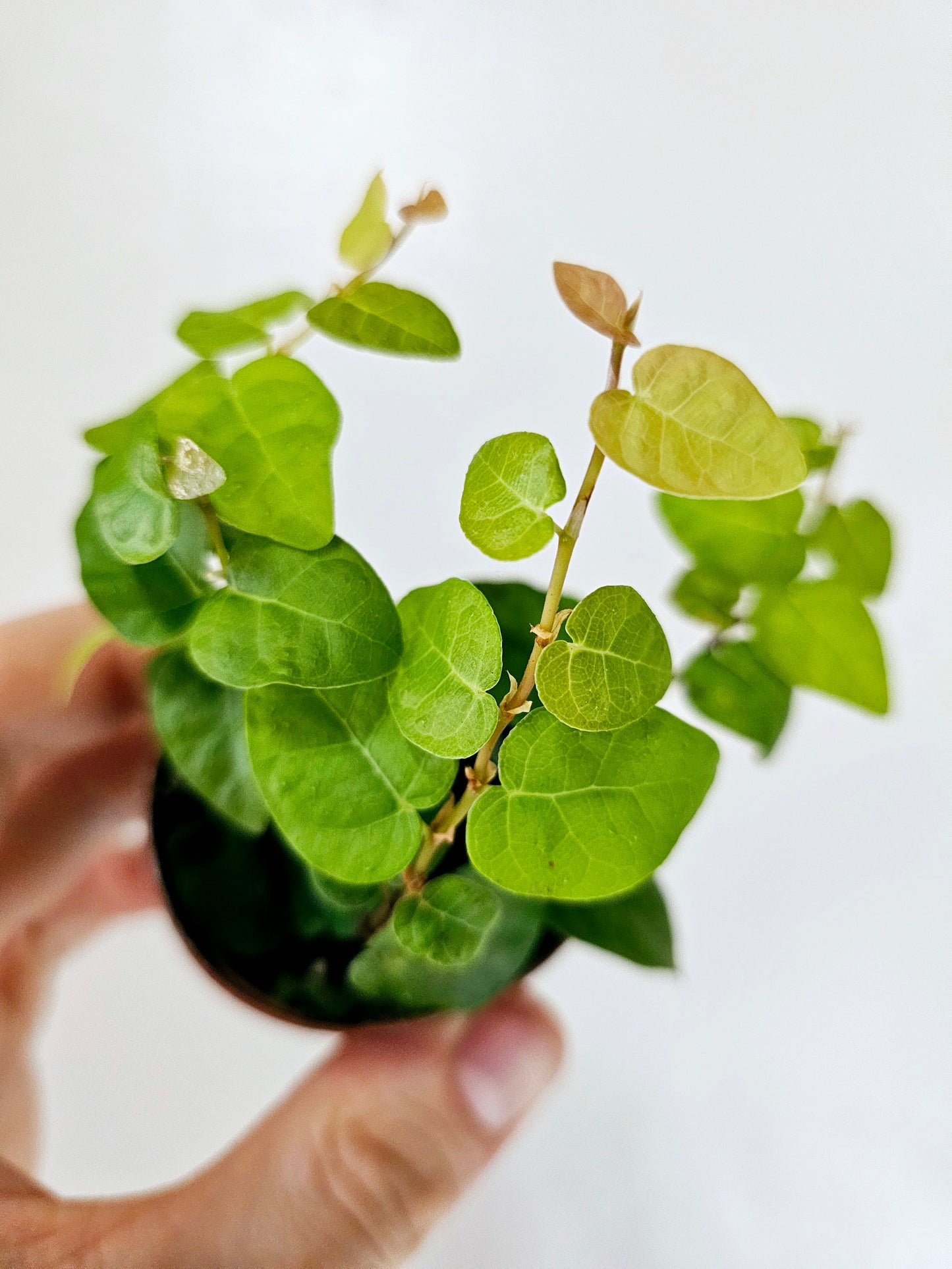 Ficus pumila Creeping Fig 2"
