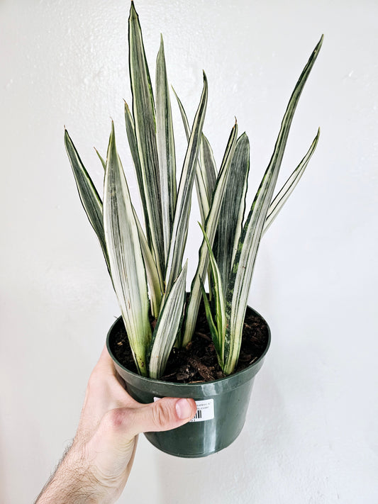 Sansevieria Bantel's Sensation 6"