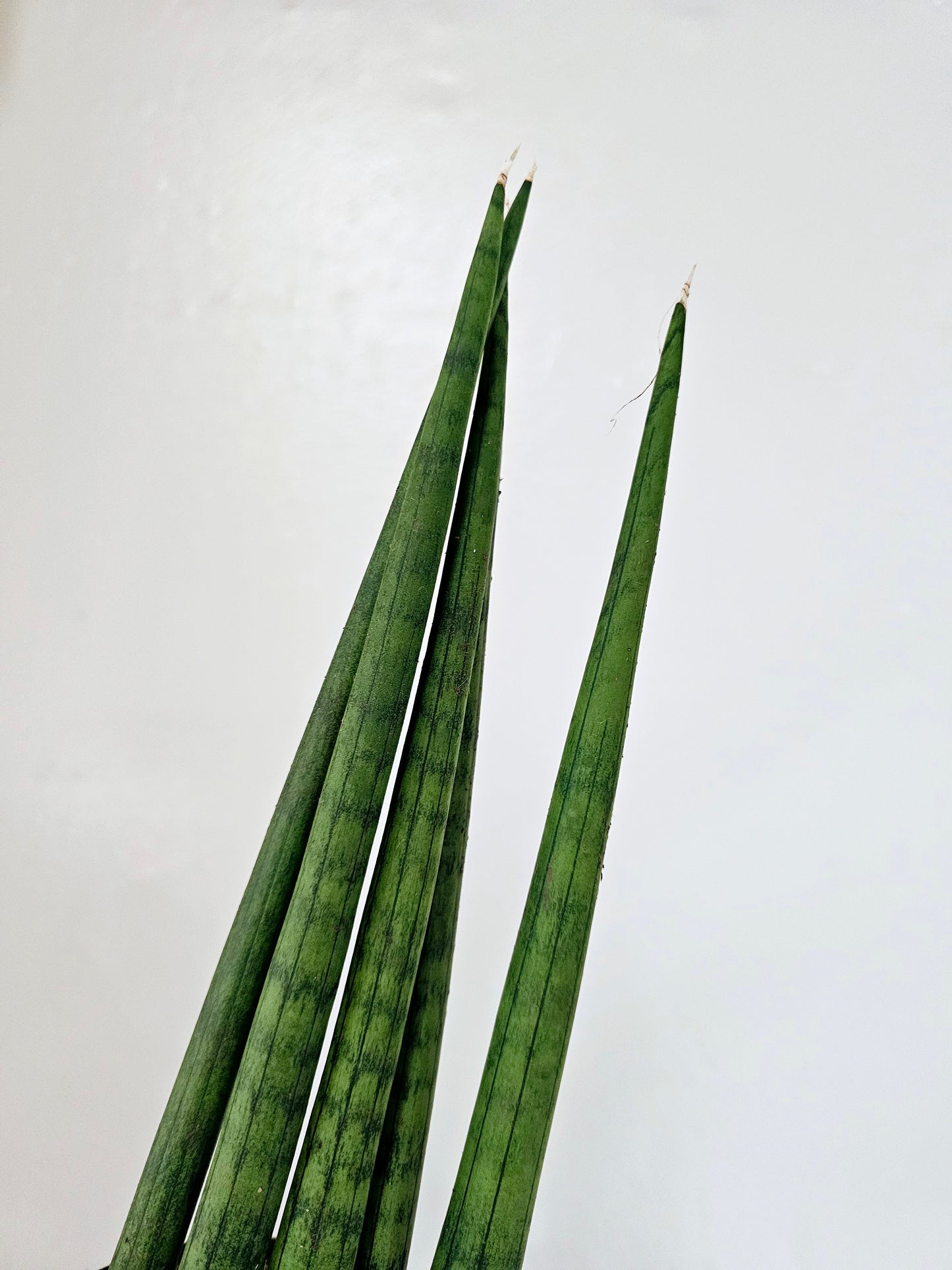 Sansevieria Cylindrica 6"