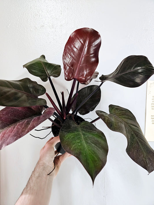 Philodendron Imperial Red 6"