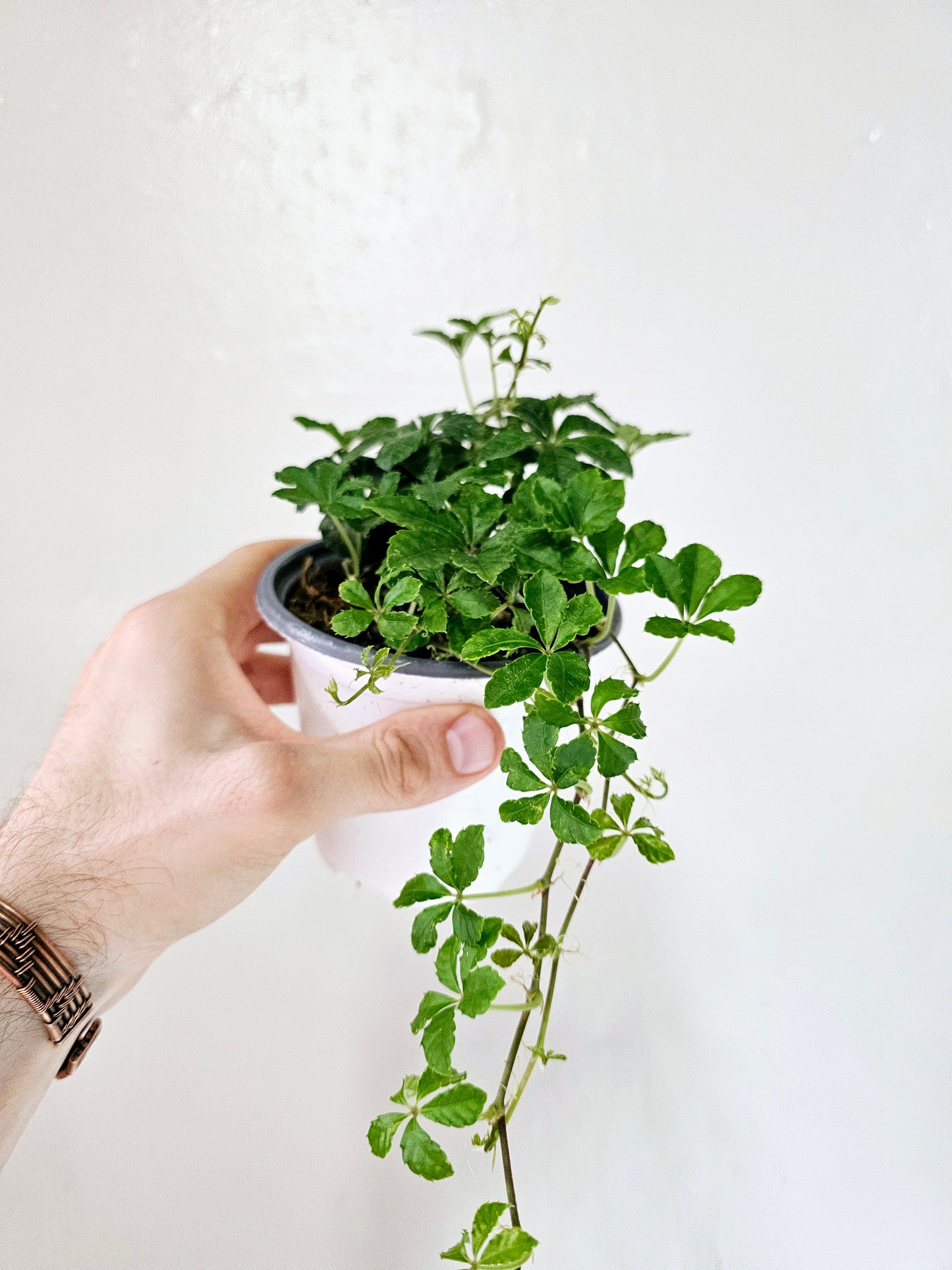 Clematicissus Striata 4"