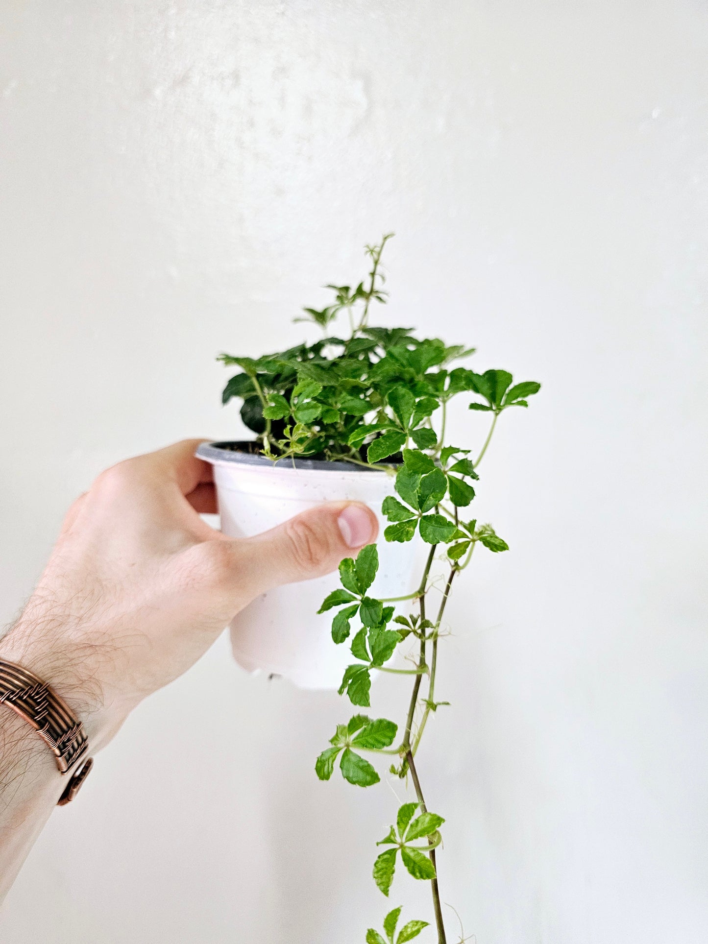 Clematicissus Striata 4"