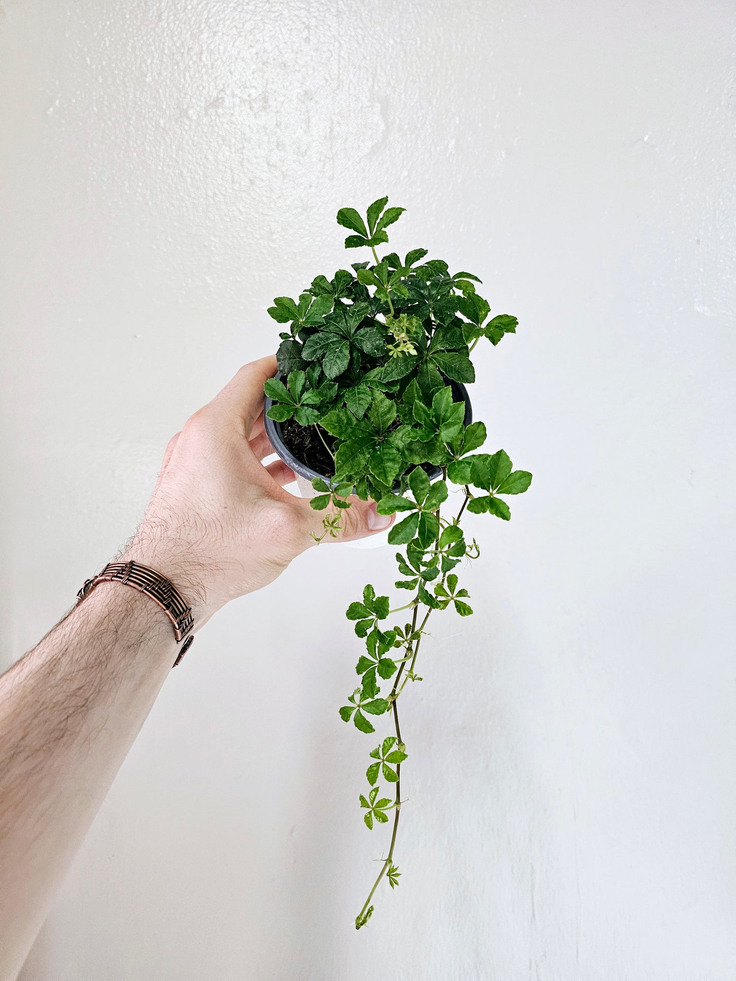 Clematicissus Striata 4"