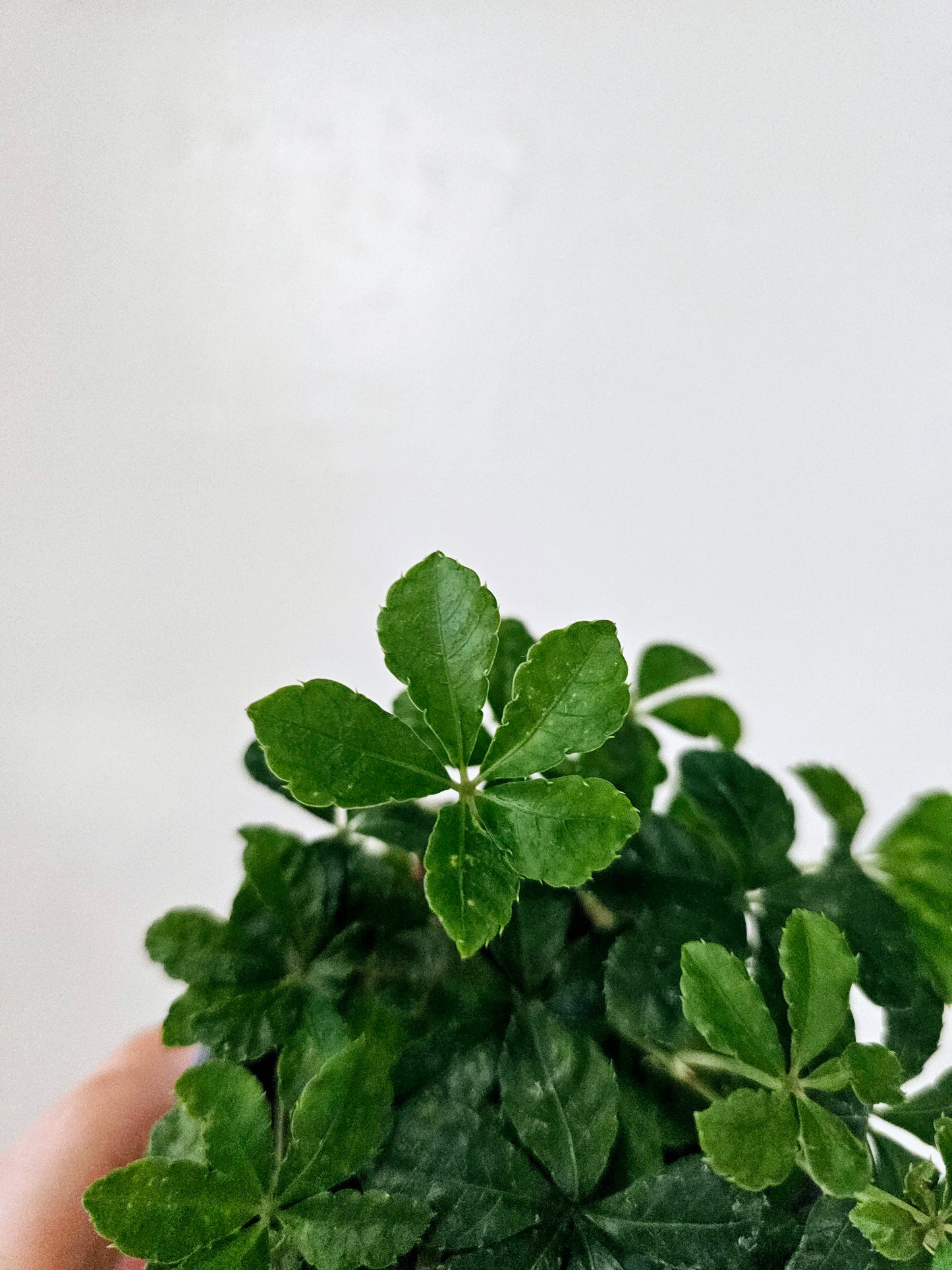 Clematicissus Striata 4"