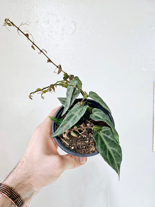 Cissus amazonica "Jungle Vine" 4"